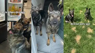 Dogs Give House Tour (Pt 2. NEW HOUSE)
