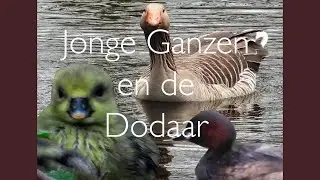 Jonge ganzen en de Dodaar | Aalten | Loohuisbos | Fotografie