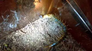 Scolopendra Polymorpha Feeding!