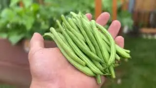 Summer Garden Harvest - Green beans, tomatoes, and gourds! 8/8/23
