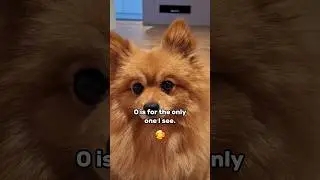 Warning ⚠️ Watching this video will make you FALL in LOVE with my DOG 