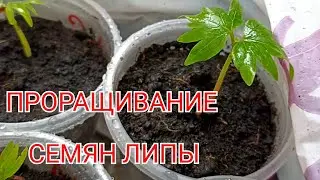 ЛИПА, требует терпения при её проращивании.