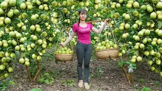 Harvesting A Lot Of Guava Fruit Goes To Countryside Market Sell || Phuong Free Bushcraft