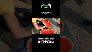 Арбузы оптом с поля. Крым