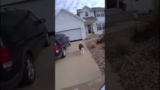 Fedex guy plays with a Husky during his delivery!