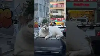 OUR LIFE IN ISTANBUL🤯😂 #shorts #funny #funnycats #cuteanimals #istanbul  #funnyshorts