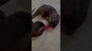 Минус домашних выдр