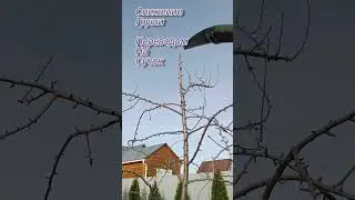 🌳СНИЖЕНИЕ КРОНЫ ГРУШИ 