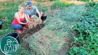 🧅 Когда убирать лук-севок с грядки на хранение 🌱 Уборка урожая лука по технологии Гордеевых
