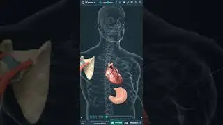 Mozaik 3D:Біологія_М'язові тканини