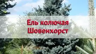 Ель колючая Шовенхорст 🌿 Обзор: посадка и уход. крупномеры ели Шовенхорст: описание и особенности