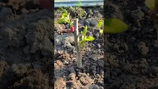 укоренение шелковицы