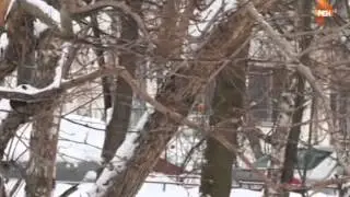 Семейные драмы. Эфир от 31.03.2015