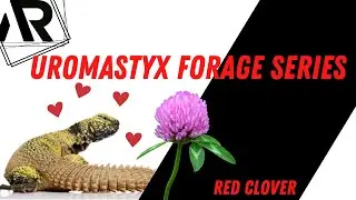 Foraging Wild Plants for Uromastyx