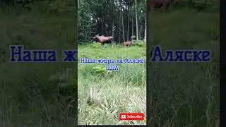 Лоси в Парке Анкоридж Аляска США
