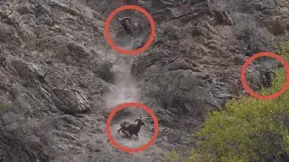 Three trophies of Tajikistan. The best hunting of this year!
