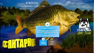 Русская рыбалка 4. 🎣 оз. Янтарное🦈СИНИЙ РЕДКИЙ ТРОФЕЙ 👀 КАРП ЧЕШУЙЧАТЫЙ 👀