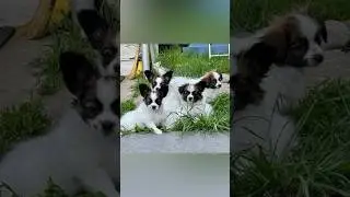 📞+7 (996) 771-05-54 Продаются очаровательные щенки 🐶 породы Папильон (Папийон). (Собака-бабочка) 🦋
