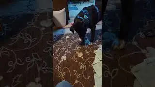 #puppy #puppyvideos