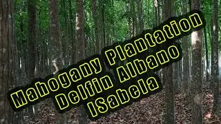 Mahogany Plantation- Delfin Albano, Isabela   #nature