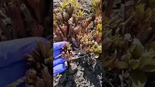 Когда и Чем весной подкормить пионы 🌺🌺🌺