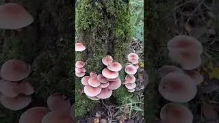 Кто нам скажет, что за гриб?