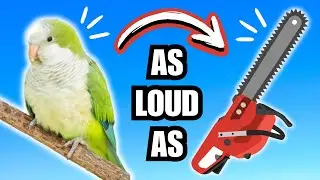 HOW LOUD ARE PARROTS  - noisiest type revealed! | BirdNerdSophie