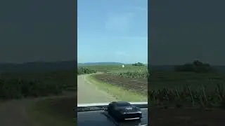 Виноградники 🍇 