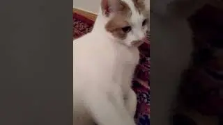 Кот, почму ноги не побриты? Прикол! Звук сирены 🚨