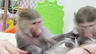 Гамадрильский  уход ...🤣