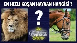 Dünyanın en hızlı koşan hayvanı hangisidir | The Quiz Show | Aklında olsun