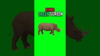 Rhino walking green screen