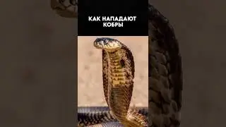 An interesting fact about cobras