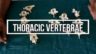 Thoracic Vertebrae