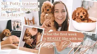 PICKING UP MY CAVAPOO PUPPY // First week with my TOY CAVOODLE puppy VLOG!
