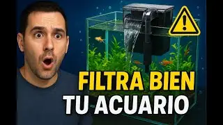 🤓 Breve explicación sobre FILTRACIÓN 🔬 para tus ACUARIOS 🐠