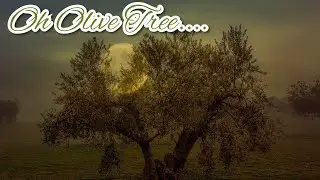 Olive Tree | Poetry| Charity, Syria, Palestine, Afghanistan,Refugee, World healing| Spoken Word