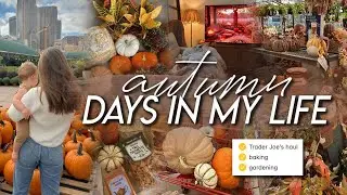 AUTUM DAYS | Trader Joe’s fall haul, autumn gardening, baking apple crisp, & cozy home moments ☕️ 🍁🌙