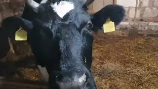 Отел у коровы / КРС / Чернушка отелилась.