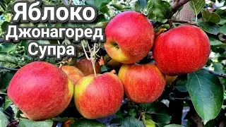 ЯБЛОНЯ ДЖОНАГОРЕД СУПРА / ДЕСЕРТНЫЕ СОРТА ЯБЛОК