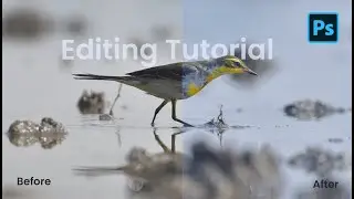 Editing a Bird photo: Easy step-by-step Tutorial using Adobe Photoshop