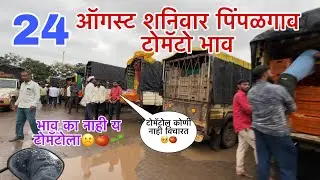 24 ऑगस्ट पिंपळगाव टोमॅटो भाव / अचानक टोमॅटोचे भाव का कमी झाले / pimplgav tomato bhav