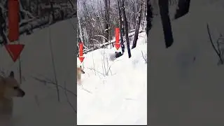 Black Bear Hides in Snow & Ambushes My Dog!#BearAttack#BlackBear#HuntingLife#LetsHunt#охота