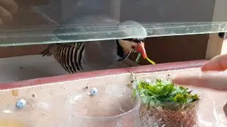 Кабка маст кардани даровардем Кабк Keklik که و Partridge Chukar