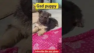 #shortsfeed #shortvideo #trending #shorts #short #ytshorts #dog #animals #germanshepherd