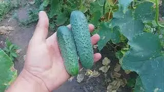 Обзор огурца, капусты т т. д.