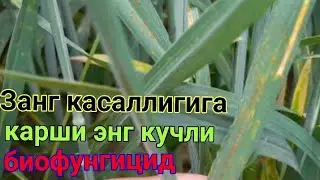 Занг касаллига карши энг кучли ва энг арзон биофунгицид билан галлага суспензия килдик