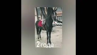 Как меняется масть лошади / СЕРАЯ