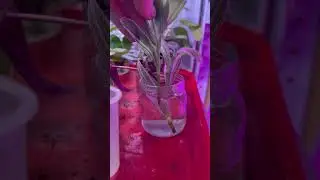 ТРАДЕСКАНЦИЮ ОЧЕНЬ ПРОСТО РАЗМНОЖАТЬ