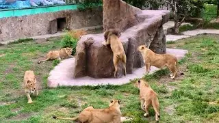 Необычайная легкость ПРЫГАЮЩЕГО ЛЬВА! Высота не помеха, если там добыча! Неизданное!